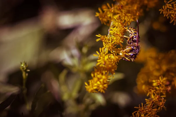 Primer Plano Una Abeja Varilla Oro Flores Amarillas Jardín Sobre —  Fotos de Stock