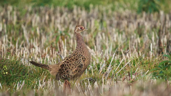 Grouse Marrom Emplumado Que Anda Campo Grama Seca — Fotografia de Stock