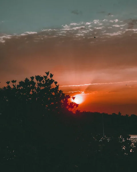 劇的な夕日の木々のシルエット — ストック写真