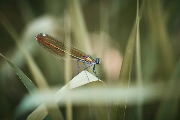 Eine Großaufnahme Einer Libelle Auf Einer Pflanze — Stockfoto