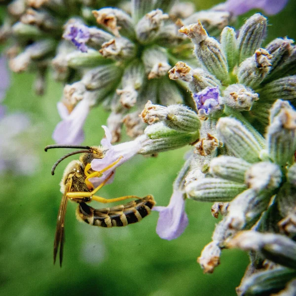 Eine Nahaufnahme Einer Honigbiene Auf Einer Blume — Stockfoto