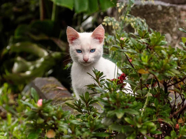 白い猫のクローズアップショット — ストック写真