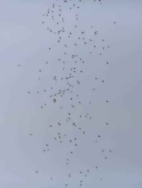 Una Toma Vertical Puñado Pequeños Insectos Sobre Fondo Azul — Foto de Stock