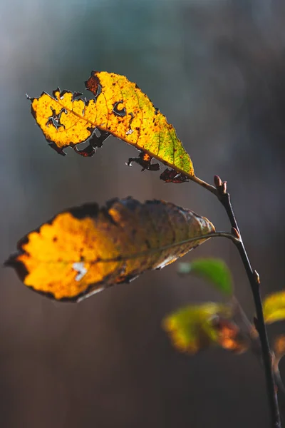Vertical Closeup Yellow Autumn Leaves — Stock Photo, Image