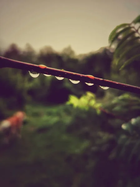 Eine Nahaufnahme Von Wassertropfen Auf Einer Pflanze — Stockfoto