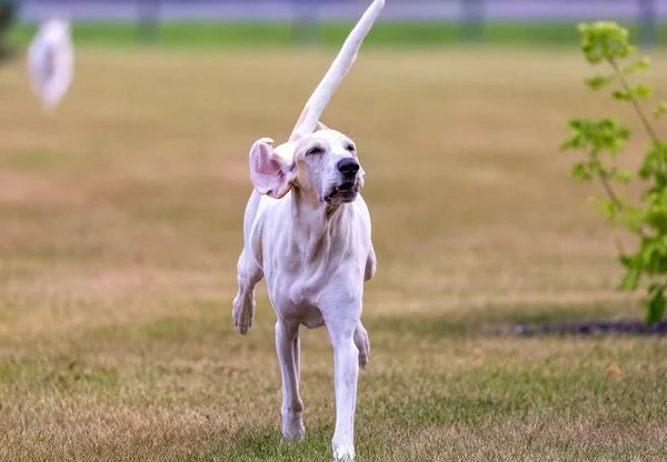 Stor Vit Hund Springer Äng — Stockfoto