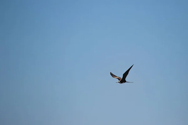 Piękny Ptak Lecący Niebie Strzał Panic Point Peru — Zdjęcie stockowe