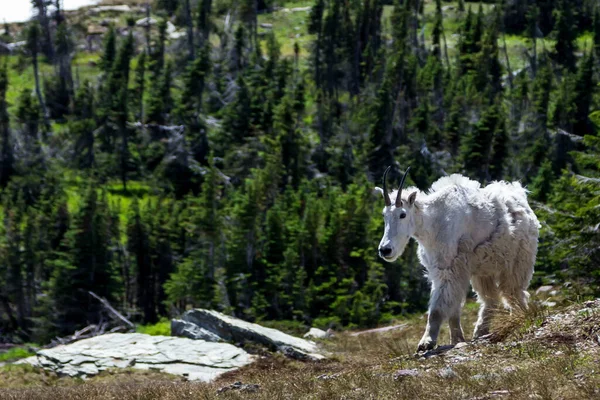 Una Cabra Montés Blanca Salvaje Una Colina Sobre Bosque —  Fotos de Stock