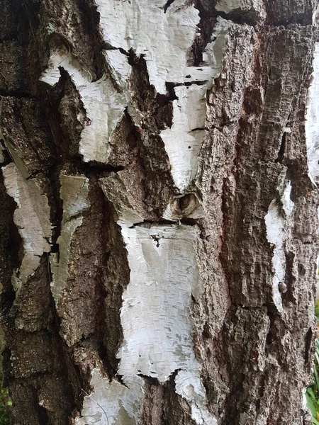 Tiro Vertical Textura Casca Árvore — Fotografia de Stock