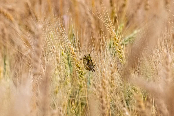 Two Grasshoppers Copulating Wheat Plant — 图库照片