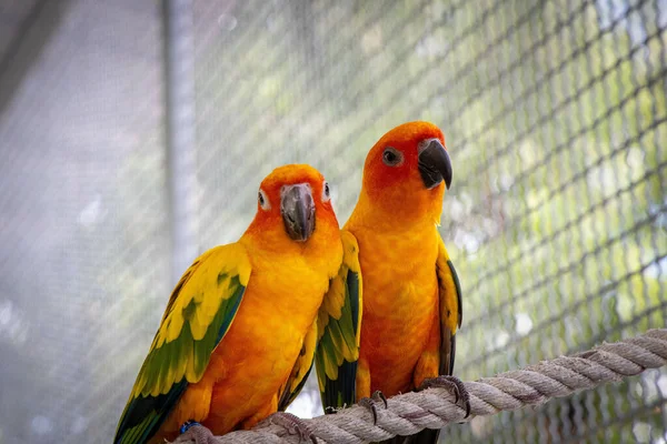 Detailní Záběr Oranžových Zelených Papoušků Kleci — Stock fotografie