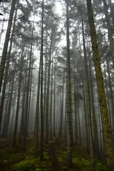 Vertikální Záběr Lesa Mnoha Stromy Zahalenými Mlze — Stock fotografie
