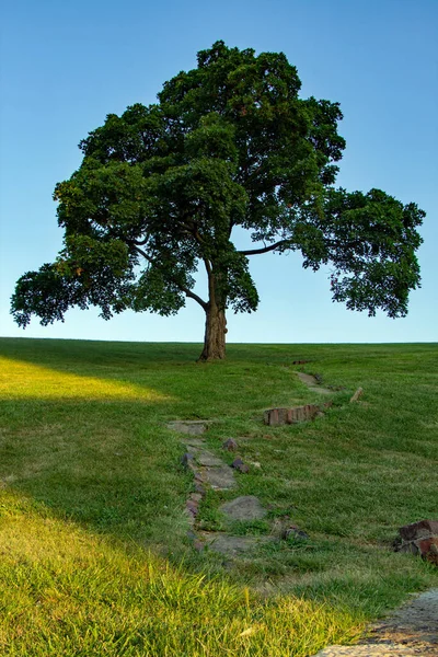 Plano Vertical Gran Árbol — Foto de Stock