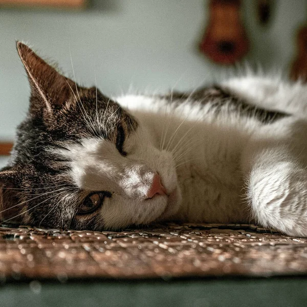 Närbild Lögnaktig Katt — Stockfoto