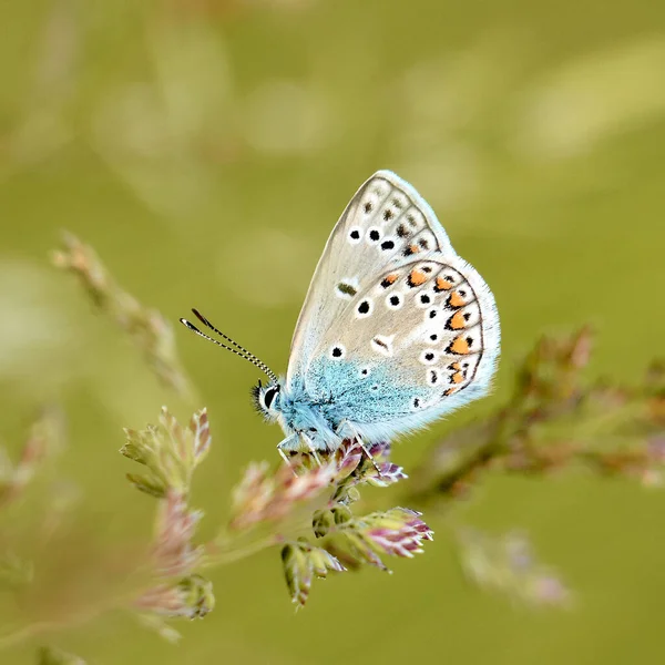 Zbliżenie Motyla Dzikich Kwiatach — Zdjęcie stockowe