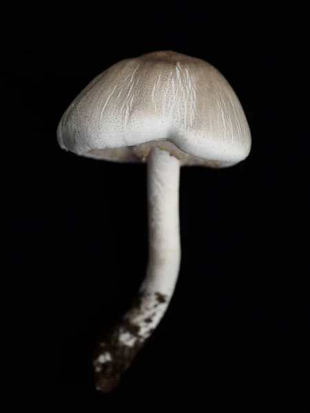 Eine Vertikale Aufnahme Eines Weißen Pilzes Isoliert Auf Schwarzem Hintergrund — Stockfoto