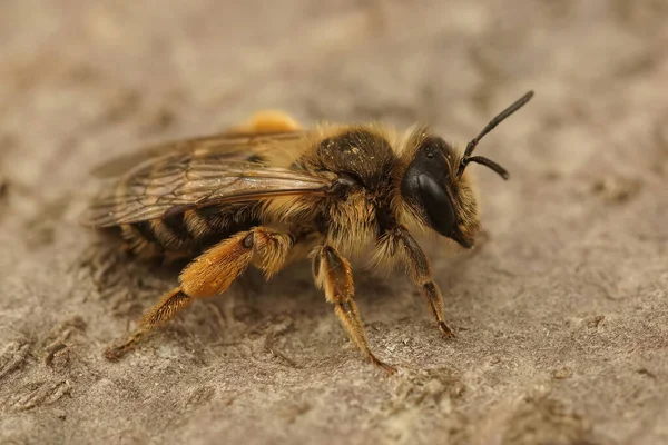 Zbliżenie Samicę Żółtonogich Pszczół Górniczych Andrena Naleśniki Kawałku Drewna — Zdjęcie stockowe