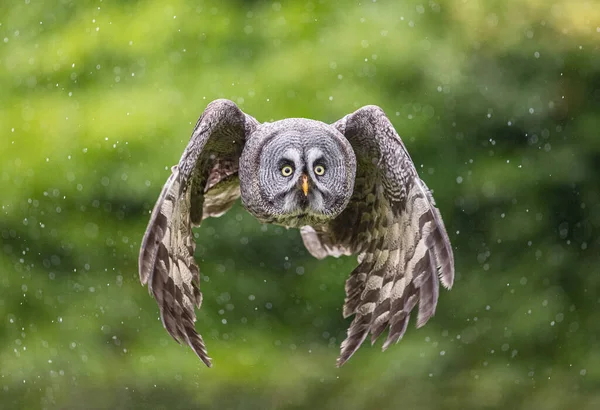 Beautiful Shot Owl Motion Day — Stock Photo, Image