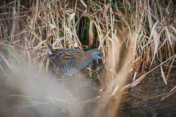 Een Water Spoor Vogel Nabij Struiken — Stockfoto