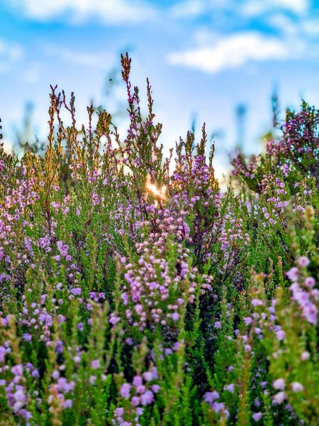 Een Verticaal Schot Van Een Prachtig Veld Van Lavendel — Stockfoto