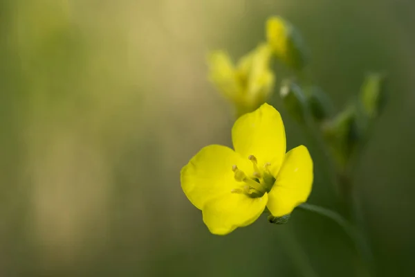 黄色の野の花に焦点を当てず左側に広いコピースペースがあります — ストック写真