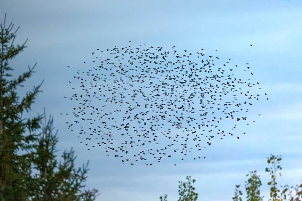 Большая Группа Перелетных Птиц Летящих Над Лесом — стоковое фото