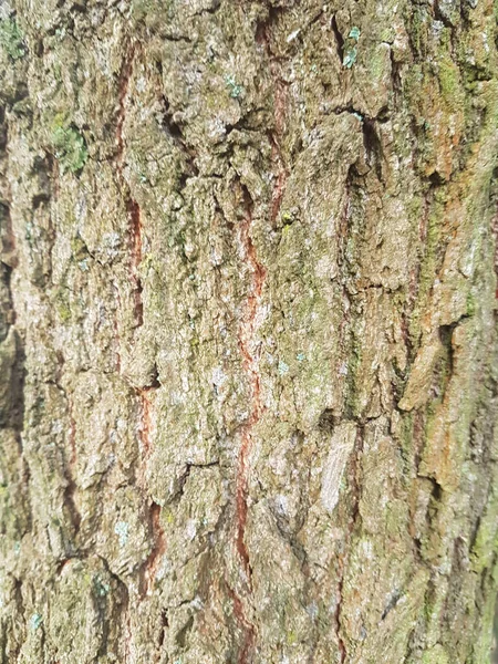 Eine Vertikale Aufnahme Einer Nassen Baumrindenstruktur — Stockfoto