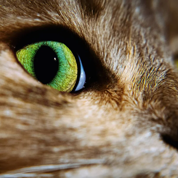 Closeup Shot Cat Eye — Zdjęcie stockowe