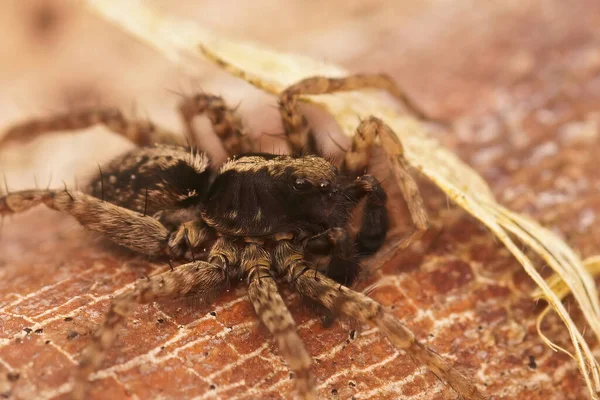 Közelkép Egy Szőrös Fekete Farkas Pók Pardosa Kertben Egy Száraz — Stock Fotó
