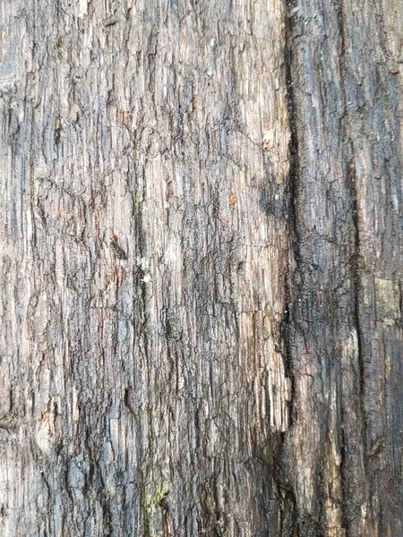 Colpo Verticale Struttura Della Corteccia Dell Albero — Foto Stock