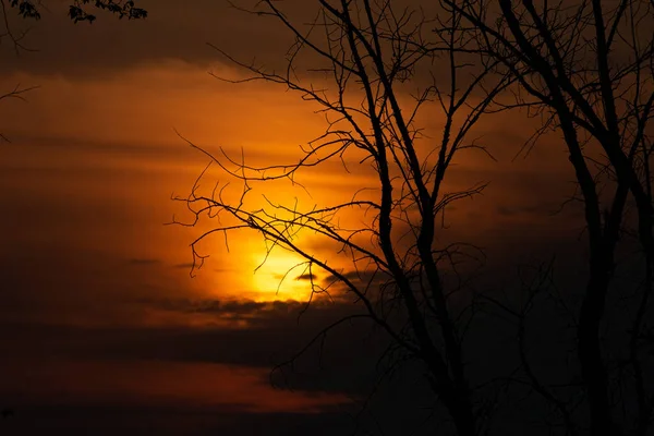 裸の木がある森の上の美しいオレンジ色の夕日 — ストック写真