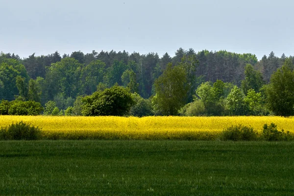 Una Bella Vista Campo Verde Con Alberi Densi Sullo Sfondo — Foto Stock