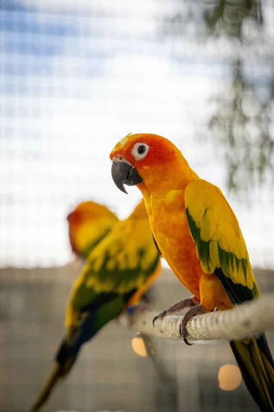 鸟笼里的橙色和绿色鹦鹉特写镜头 — 图库照片