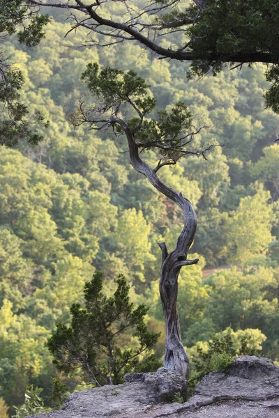 Tiro Vertical Uma Árvore Torcida Pico Sobre Uma Floresta — Fotografia de Stock