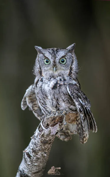 Vertical Shot Owl Standing Branch Tree Blurred Background — Fotografia de Stock