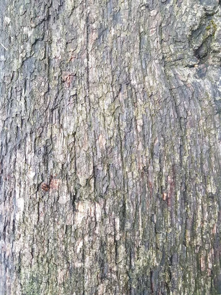 Colpo Verticale Una Struttura Corteccia Albero Umida — Foto Stock