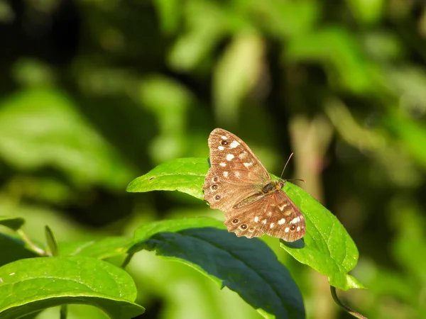 Close Shot Butterfly Sitting Leaf Daylight — Stock Photo, Image