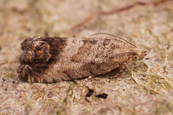 Closeup Brown Chestnut Tortrix Moth Cydia Splendana Piece Wood — Stock Photo, Image