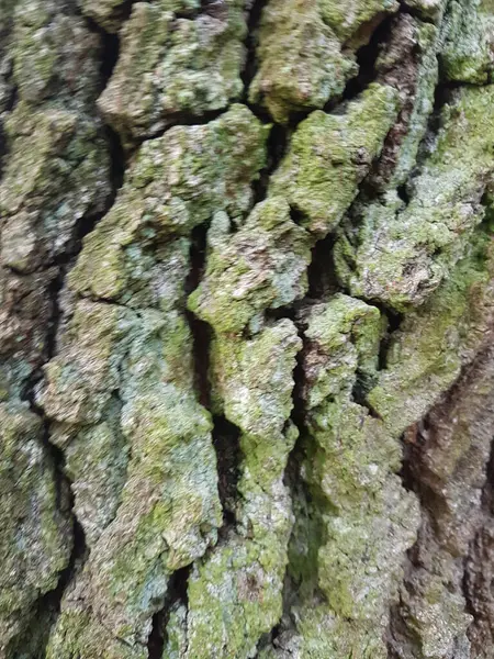 Вертикальный Снимок Текстуры Коры Дерева — стоковое фото