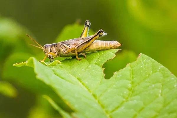 Closeup Shot Large Grasshopper Green Leaf — Φωτογραφία Αρχείου