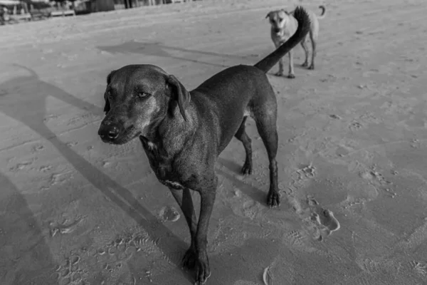 Grayscale Shot Two Dogs Walking Sand — стоковое фото