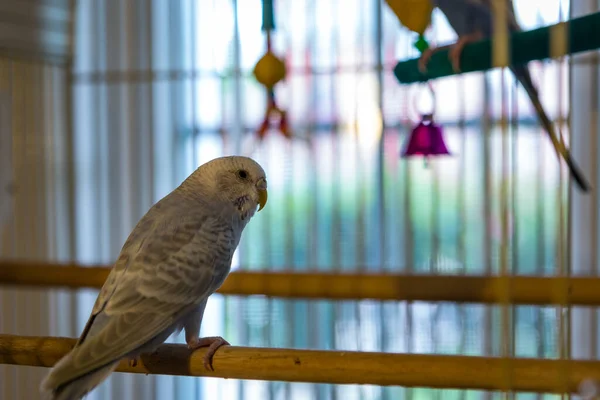 Крупним Планом Знімок Папуги Клітці Будинку — стокове фото