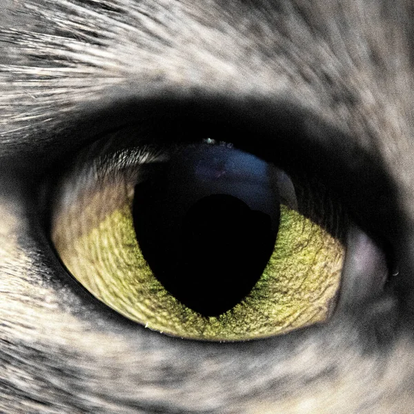 Closeup Shot Cat Eye — Φωτογραφία Αρχείου