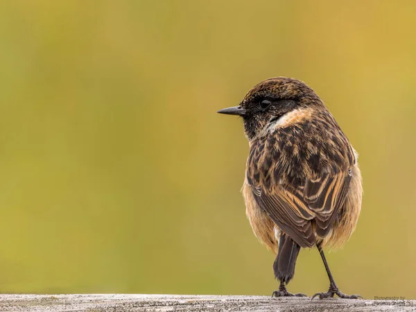 Detailní Záběr Malého Ptáčka — Stock fotografie