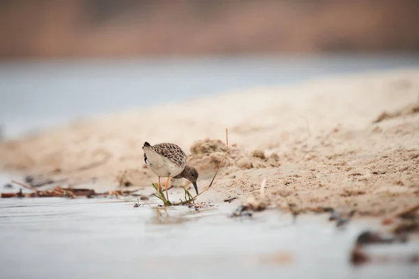 Ptak Dunlin Jedzący Owady Plaży — Zdjęcie stockowe