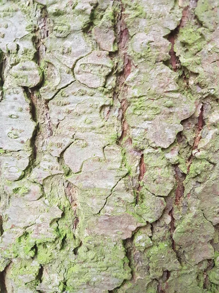 Vertikální Záběr Texturu Vlhké Kůry Stromu — Stock fotografie