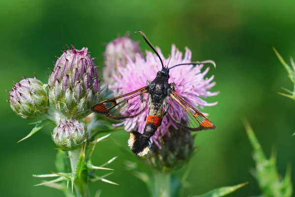 Close Uma Mariposa Clareadora Ponta Vermelha Synanthedon Formicaeformis Uma Flor — Fotografia de Stock