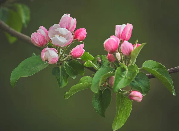 Primer Plano Hermosas Flores Manzana Rosa — Foto de Stock