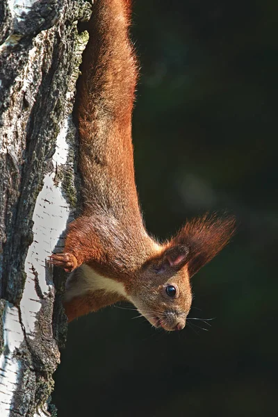 Svislý Záběr Roztomilé Veverky Šplhající Stromu — Stock fotografie