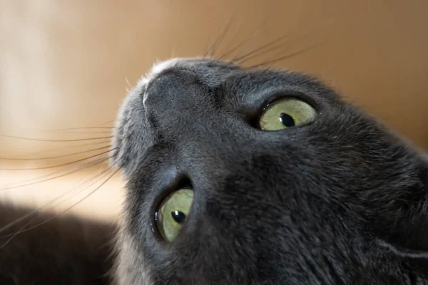 Closeup Cute Cat Face — Stock Photo, Image